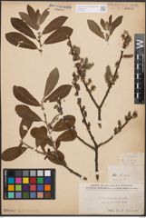 Foto von Salix cinerea L.